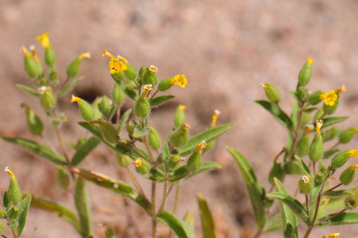 False Monkeyflower blooms from April to August in Arizona and California. The plants have long dense wavy hairs and narrow green leaves. Mimetanthe pilosa False Monkeyflower blooms from April to August in Arizona and California. The plants have long dense wavy hairs and narrow green leaves. Mimetanthe pilosa